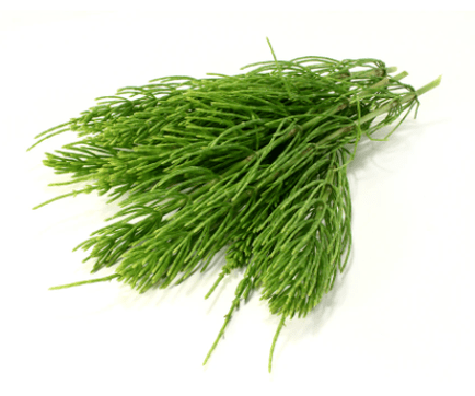 extract de coada-calului în NEOflorax